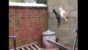 The image shows two cats.(Reddit) The image shows two cats.(Reddit)
