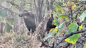 The gaur or Indian bison was spotted by forest guards.(Maharashtra Forest Department)