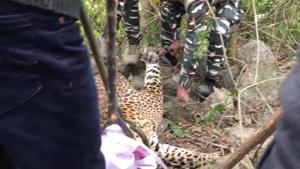 Officials rescued a trapped leopard from Dharamshala’s Fatehpur village.(ANI) Officials rescued a trapped leopard from Dharamshala’s Fatehpur village.(ANI)