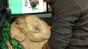 A 10-day-old injured elephant calf was rescued from the Udmari village in Assam.(ANI) A 10-day-old injured elephant calf was rescued from the Udmari village in Assam.(ANI)
