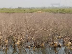 The dry patch in Belpada, Uran.(Sourced) The dry patch in Belpada, Uran.(Sourced)