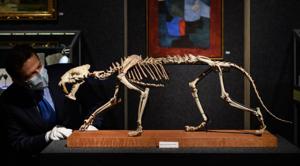 Recently discovered in the American soil of a ranch the skeleton is among nearly forty natural history pieces that will be auctioned on December 8, 2020 in Geneva.(AFP photo) Recently discovered in the American soil of a ranch the skeleton is among nearly forty natural history pieces that will be auctioned on December 8, 2020 in Geneva.(AFP photo)