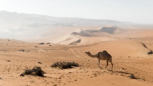 Oman will exempt nationals of 103 countries from needing an entry visa for a stay of up to 10 days to boost tourism.(Unsplash) Oman will exempt nationals of 103 countries from needing an entry visa for a stay of up to 10 days to boost tourism.(Unsplash)