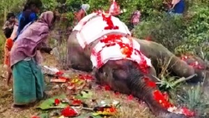 Local residents offer prayers to the wild elephant killed by a speeding train near Guwahati on Friday morning.(Sourced) Local residents offer prayers to the wild elephant killed by a speeding train near Guwahati on Friday morning.(Sourced)