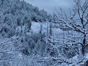 An apple orchard after fresh snowfall covered the hills with a white blanket in the upper Shimla area on Saturday.(HT Photo) An apple orchard after fresh snowfall covered the hills with a white blanket in the upper Shimla area on Saturday.(HT Photo)