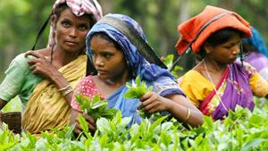 In India, children under 14 are not allowed to work except in family businesses and farms(AFP file photo)) In India, children under 14 are not allowed to work except in family businesses and farms(AFP file photo))