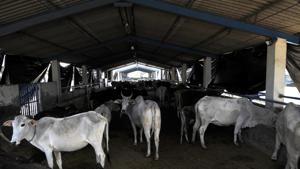 A view inside the cow shelter.(Sunil Ghosh / Hindustan Times) A view inside the cow shelter.(Sunil Ghosh / Hindustan Times)