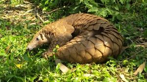 Pangolins are listed in Schedule I of India’s Wildlife (Protection) Act, 1972, implying the highest degree of protection.(Sahyadri Nisarga Mitra and WCCB) Pangolins are listed in Schedule I of India’s Wildlife (Protection) Act, 1972, implying the highest degree of protection.(Sahyadri Nisarga Mitra and WCCB)