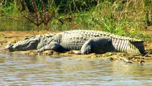 A crocodile basking in the sun in Kumaon’s Nanaksagar Tarai area. (HT File photo) A crocodile basking in the sun in Kumaon’s Nanaksagar Tarai area. (HT File photo)