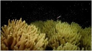 Coral IVF trial offers hope of renewal for Australia’s Great Barrier Reef(Reuters) Coral IVF trial offers hope of renewal for Australia’s Great Barrier Reef(Reuters)