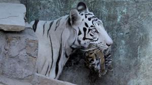 Before white tigress Nirbhaya’s death, the Delhi zoo had three pairs of white tigers.(Shankar Mourya/HT representative image) Before white tigress Nirbhaya’s death, the Delhi zoo had three pairs of white tigers.(Shankar Mourya/HT representative image)