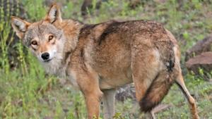 The Indian grey wolf.(Photo: Mihir Godbole) The Indian grey wolf.(Photo: Mihir Godbole)