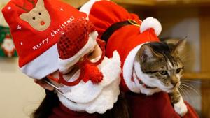 A cat dressed in a Santa Claus costume sits on an employee's shoulder at the Catgarden in Seoul, South Korea.(REUTERS) A cat dressed in a Santa Claus costume sits on an employee's shoulder at the Catgarden in Seoul, South Korea.(REUTERS)