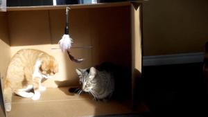 The image shows two cats, Windsor and his adopted feline brother Pekoe.(YouTube/@It’s Windsor) The image shows two cats, Windsor and his adopted feline brother Pekoe.(YouTube/@It’s Windsor)