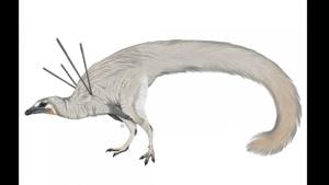 Ubirajara’s hair-like structures appear to be a rudimentary form of feathers called protofeathers.(Reuters) Ubirajara’s hair-like structures appear to be a rudimentary form of feathers called protofeathers.(Reuters)