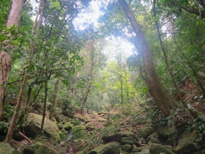Brazil’s Amazon region has suffered more deforestation this year than any in the past decade.(Unsplash) Brazil’s Amazon region has suffered more deforestation this year than any in the past decade.(Unsplash)
