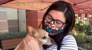 The tiny dog was reunited with her owner on thanks to microchip identification.(Twitter) The tiny dog was reunited with her owner on thanks to microchip identification.(Twitter)