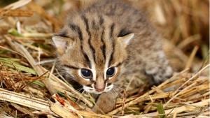 A rusty-spotten kitten.(Photo: Wildlife SOS) A rusty-spotten kitten.(Photo: Wildlife SOS)