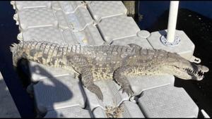 The image shows an American crocodile.(Facebook/@pgpdfl) The image shows an American crocodile.(Facebook/@pgpdfl)