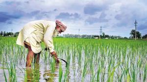 A farmer working in his paddy field at Bothgarh outskirts of Morinda town in Ludhiana.(HT File Photo) A farmer working in his paddy field at Bothgarh outskirts of Morinda town in Ludhiana.(HT File Photo)