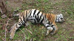 This is the second incident of tiger death in Seoni district of Madhya Pradesh.(HT Photo/File/Representational use) This is the second incident of tiger death in Seoni district of Madhya Pradesh.(HT Photo/File/Representational use)