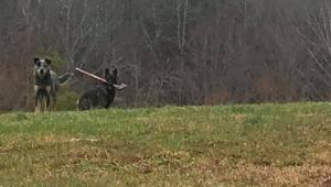 Facebook user Tim Smith saw the dogs while on his way to delivery mails.(Facebook/@Tim Smith) Facebook user Tim Smith saw the dogs while on his way to delivery mails.(Facebook/@Tim Smith)