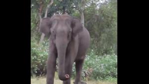 The video has prompted people to share various comments.(Twitter/@anandmahindra) The video has prompted people to share various comments.(Twitter/@anandmahindra)