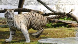 File photo: White tigress.(Anil Dayal/Hindustan Times) File photo: White tigress.(Anil Dayal/Hindustan Times)