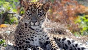 The incident happened in Pukhrora village of the district when Lila Devi, the 45-year-old woman was killed by the leopard when she had gone to feed cattle in the cowshed near her home. (Image used for representation).(HT FILE PHOTO .) The incident happened in Pukhrora village of the district when Lila Devi, the 45-year-old woman was killed by the leopard when she had gone to feed cattle in the cowshed near her home. (Image used for representation).(HT FILE PHOTO .)