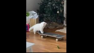 The image shows Yeti riding a skateboard.(Instagram) The image shows Yeti riding a skateboard.(Instagram)