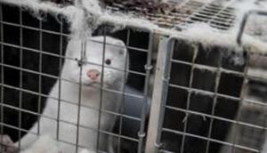 The exhumation of about 4 million mink will take place in May, with a six-month waiting period deemed sufficient to ensure the bodies will be free of the virus and safe to handle.(AP file photo) The exhumation of about 4 million mink will take place in May, with a six-month waiting period deemed sufficient to ensure the bodies will be free of the virus and safe to handle.(AP file photo)