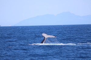 The researchers believe they have discovered what is likely a previously unrecognised population of blue whales in the western Indian Ocean.(Unsplash) The researchers believe they have discovered what is likely a previously unrecognised population of blue whales in the western Indian Ocean.(Unsplash)