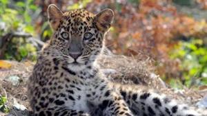 Madhya Pradesh reported the highest number of leopards followed by Karnataka and Maharashtra.(HT File Photo) Madhya Pradesh reported the highest number of leopards followed by Karnataka and Maharashtra.(HT File Photo)