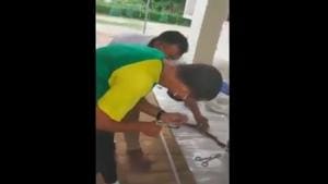 The image is a screengrab from the video showing the surgery on the injured cobra.(ANI) The image is a screengrab from the video showing the surgery on the injured cobra.(ANI)