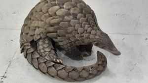 The image shows the rescued pangolin.(ANI) The image shows the rescued pangolin.(ANI)