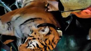 First tigress to be radio-collared in Corbett for translocation to Rajaji Tiger Reserve.(HT PHOTO.) First tigress to be radio-collared in Corbett for translocation to Rajaji Tiger Reserve.(HT PHOTO.)