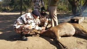 The image shows ITBP officials tending to one of the deer.(ANI) The image shows ITBP officials tending to one of the deer.(ANI)