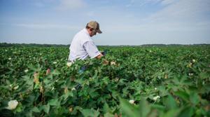 An agronomist examines cotton plants in Batesville, Mississippi, US.(via REUTERS) An agronomist examines cotton plants in Batesville, Mississippi, US.(via REUTERS)