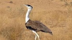 The great Indian bustard.(Representational photo)