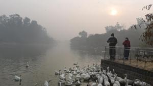 A visitor feeding the geese at Sanjay Lake amid fog and cold weather in New Delhi.(Ajay Aggarwal /HT PHOTO)