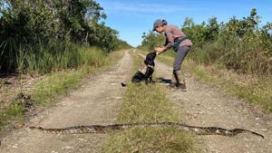 Dog handler Paula Ziadi, instructs Truman, after he tracked down an 8-foot-python, in Miami-Dade County, Fla. The Florida Fish and Wildlife Conservation is beginning a new program to use dogs to sniff out invasive pythons.(AP) Dog handler Paula Ziadi, instructs Truman, after he tracked down an 8-foot-python, in Miami-Dade County, Fla. The Florida Fish and Wildlife Conservation is beginning a new program to use dogs to sniff out invasive pythons.(AP)