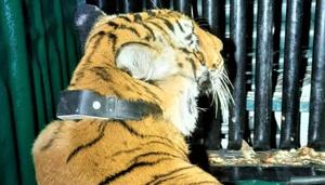 Two veterinary officers monitored the health of the tigress during the transportation process.(Sourced) Two veterinary officers monitored the health of the tigress during the transportation process.(Sourced)