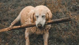 The image shows a dog with a stick. (representational image)(Unsplash) The image shows a dog with a stick. (representational image)(Unsplash)