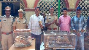 The image shows the rescued owls.(ANI) The image shows the rescued owls.(ANI)