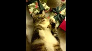 The image shows a cat looking at a shiny Christmas ornament.(Reddit) The image shows a cat looking at a shiny Christmas ornament.(Reddit)