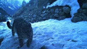 Snow leopard camera trapped in Gangotri National Park during estimation process.(HT photo) Snow leopard camera trapped in Gangotri National Park during estimation process.(HT photo)