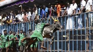 An Indian participant tries to control a bull at the annual bull taming event 'Jallikattu' in Avaniyapuram village on the outskirts of Madurai, Tamil Nadu.(AP) An Indian participant tries to control a bull at the annual bull taming event 'Jallikattu' in Avaniyapuram village on the outskirts of Madurai, Tamil Nadu.(AP)