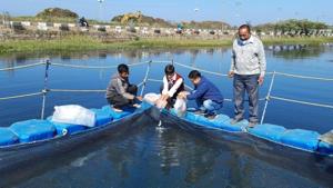 Pengba fishery cages have been installed in Takmu waterbody at Sendra under Bishnupur district in Manipur.(HT photo)