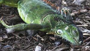 A stunned iguana lies in the grass at Cherry Creek Park in Oakland Park, Fla., With unexpectedly cold weather in the forecast and pandemic-related curfews in some places, Florida is about to have a Christmas unlike any other in recent memory, and it might involve falling iguanas.(AP) A stunned iguana lies in the grass at Cherry Creek Park in Oakland Park, Fla., With unexpectedly cold weather in the forecast and pandemic-related curfews in some places, Florida is about to have a Christmas unlike any other in recent memory, and it might involve falling iguanas.(AP)
