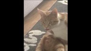 The image shows a tangerine and white furred-feline sitting atop a carpet placed on a wooden floor.(Reddit/@Kikipipi) The image shows a tangerine and white furred-feline sitting atop a carpet placed on a wooden floor.(Reddit/@Kikipipi)